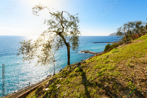 Obraz na płótnie A tree on a steep hillside overlooking the Mediterranean Sea along the Ligurian Italian Riviera near San Remo and Cervo, Italy