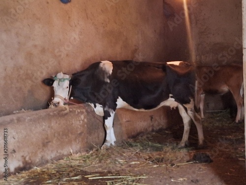 cow 