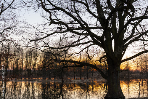 Canvas-taulu Massive old oak tree silhouette with dramatic twisted branches overhanging flooded river at vivid winter sunset with golden sky reflection in calm water