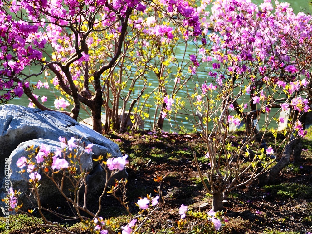 Obraz premium Purple spring flowers blooming near rocks and water