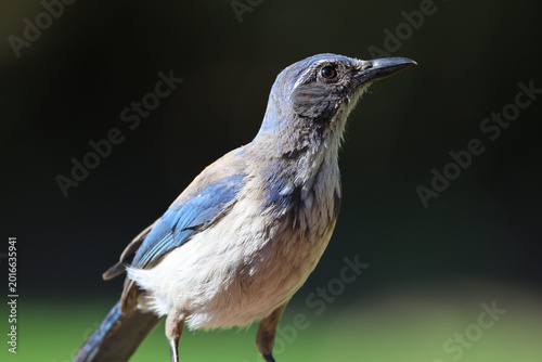 Fotografie blue jay bird
