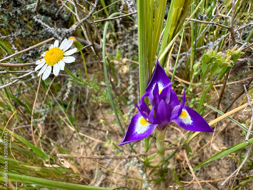 Photos Morea Barbary nut (lat. Moraea sisyrinchium) in the desert