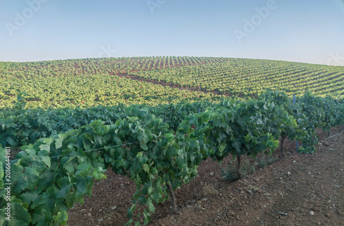 Fotografie Gentle hills of vineyards in early summer