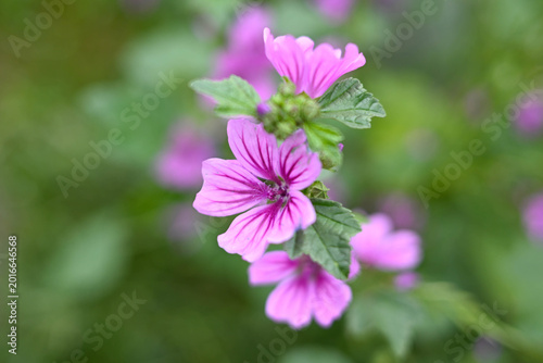 Obraz w ramie 道端に咲くマロウの花