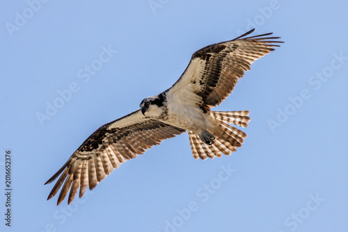 Fotografie osprey soar in the sky backlit details feathers