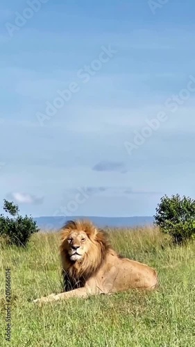 Majestic male lion resting in the tall grass of the african savanna