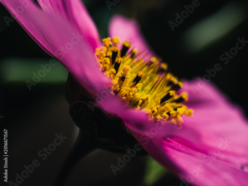 Cosmos flower