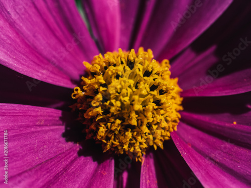 Cosmos flower