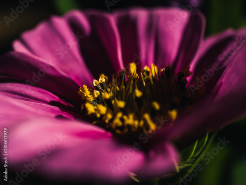 Cosmos flower