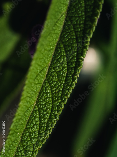 close up of green leaf