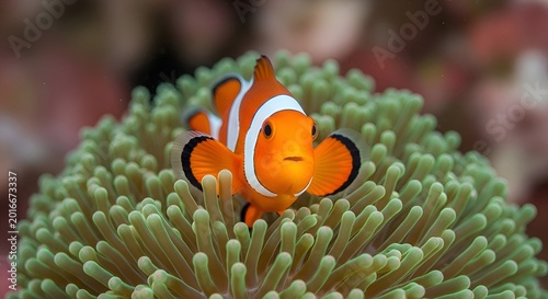 Canvastavla Clownfish Among Sea Anemone Tentacles