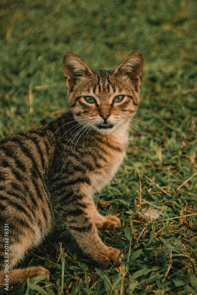 Fototapeta premium cat on the grass