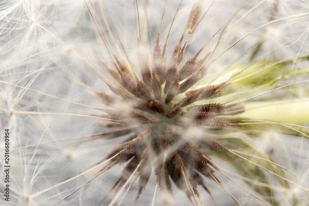 Fototapeta premium Dandelion Pappus Dandelion Seeds