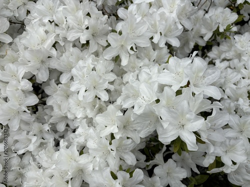 Photos Close-up of many pure white azalea flowers in full bloom densely covering a shru