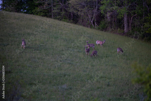 White tailed deer in Virginia