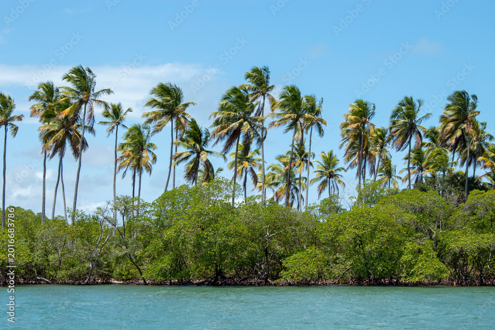 Obraz premium Tropical Shoreline with Mangroves and Coconut Palms from Water