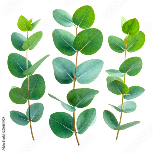 Eucalyptus Leaves Elegance:  A close-up shot of eucalyptus leaves showcases their distinct round shape, vibrant green hue and aromatic freshness.  
