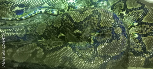 Bild auf Leinwand A coiled ball python with dark brown, black, and tan blotched scales rests
