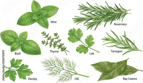 Bild auf Leinwand Fresh Culinary Herbs Illustration Set with Mint, Basil, Rosemary, Thyme, Parsley