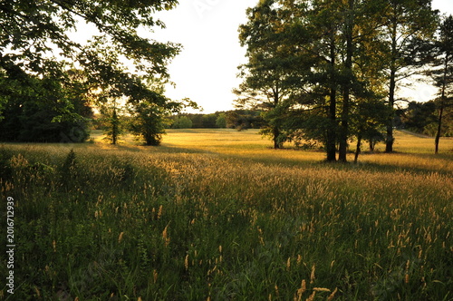 Evening light over the meadow