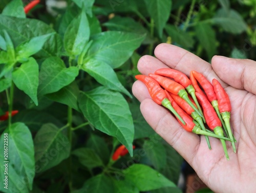 Принти на полотні Hand holding fresh red bird's eye chili peppers with green leaves background