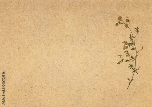 Floral Herbarium Page with Pressed Wildflower on Recycled Paper Background with Copy Space.