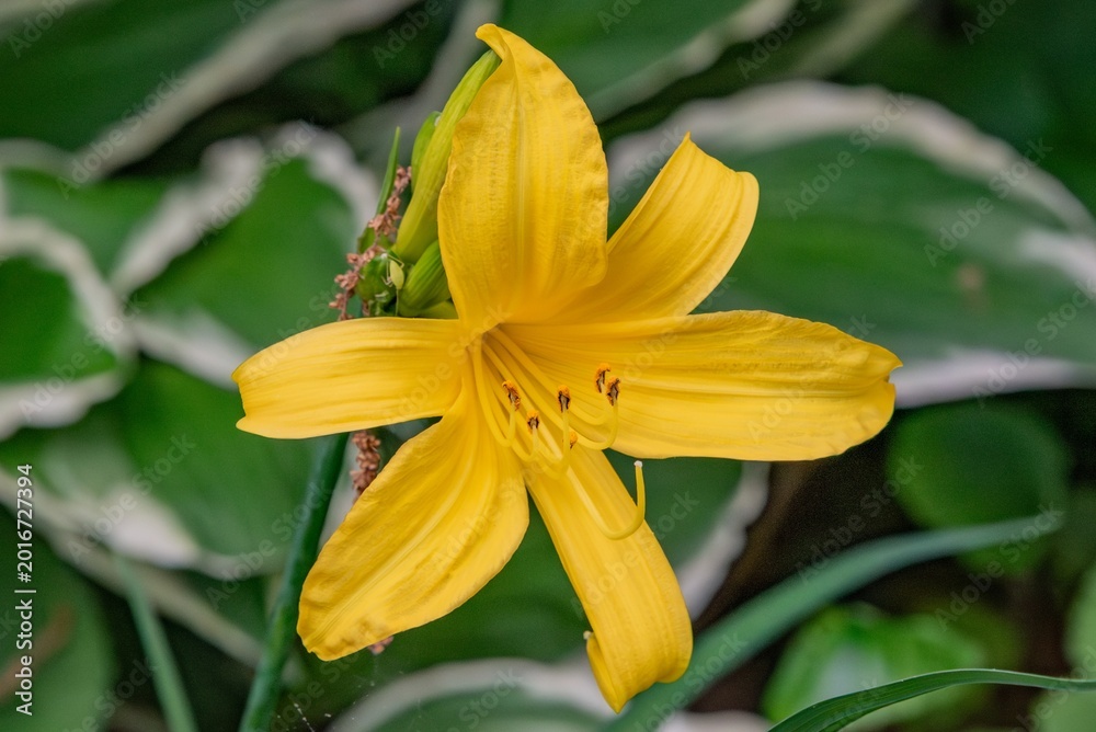 Obraz premium Lily on a Spring Day
