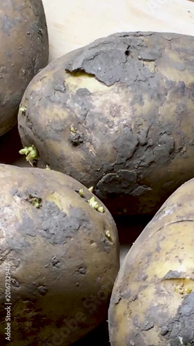 Close-up of old potatoes. Vertical video.