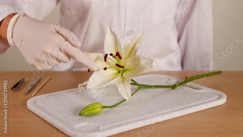Schilderij op canvas Scientist in Lab Coat Pointing to White Lily Flower Structure