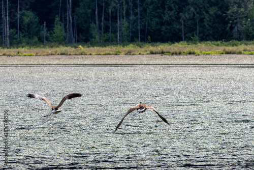 Фотография Two Canada geese flying low over a marshy lake in Minnekhada Regional Park Briti