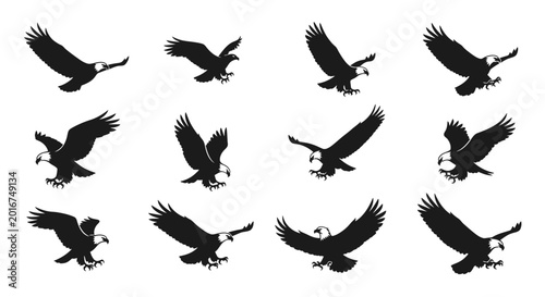Dynamic sequence of an eagle in various flight stages, showcasing powerful aerial movements for animation, design, or wildlife projects