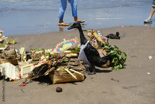 Black Duck Walking Among Balinese Offering Boxes on Ocean Shore Before Nyepi Ceremony