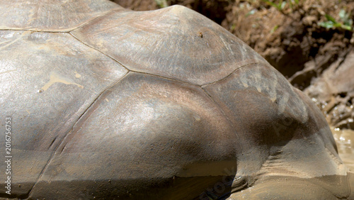 Fotografie Close-up of an Aldabra Giant Tortoise Carapace Covered in Mud