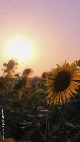 Silhouette of a blooming sunflower against a golden sunset sky in the field