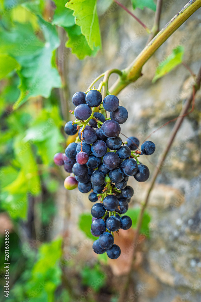 Fototapeta premium A close-up photograph shows a cluster of ripe grapes hanging from a vine in Tuscany, Italy, ready to be harvested for winemaking and reflecting the regions agricultural craft.