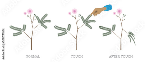 Tableau sur toile Sensitive Plant Mimosa Pudica Touch Response Illustration Showing Leaf Movement Before and After Human Contact