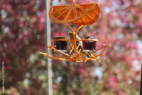 Female Oriole