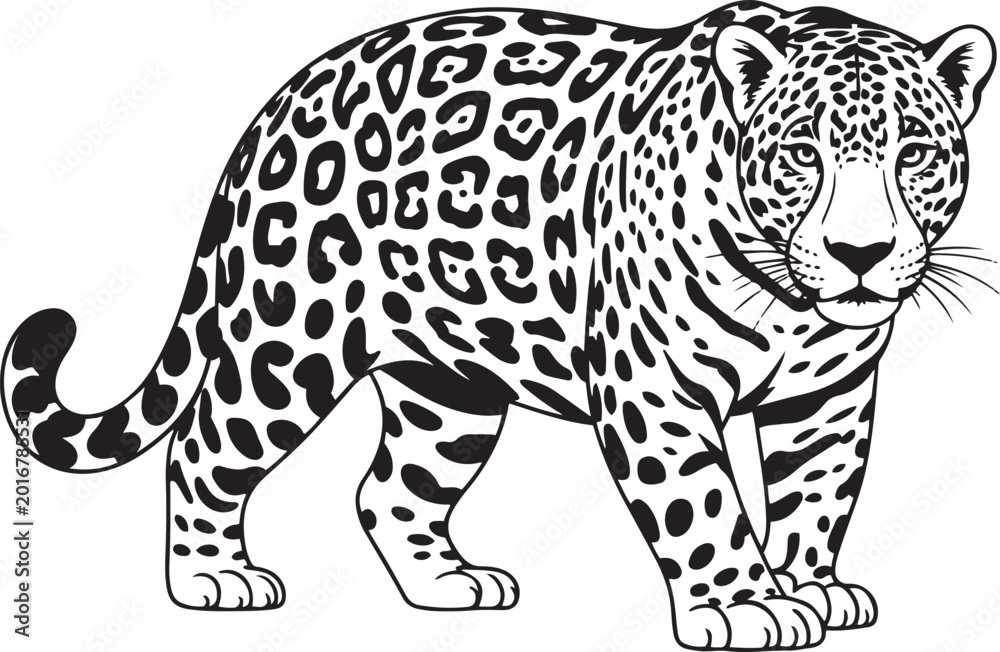 Obraz premium Standing spotted jaguar illustration in black and white line art style.
