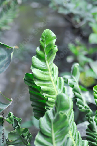 Bilde på lerret Cobra fern, ASPLENIACEAE or Asplenium nidus Cobra Fern or Asplenium nidus L cult