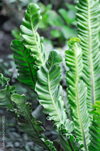 Tableau sur toile Cobra fern, ASPLENIACEAE or Asplenium nidus Cobra Fern or Asplenium nidus L cult