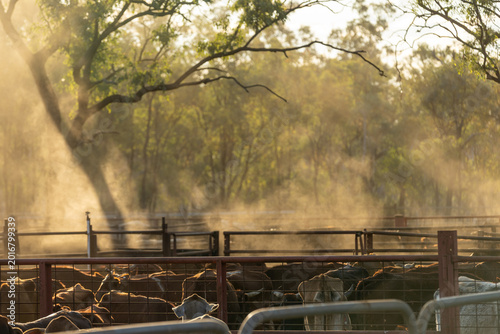 Australian livestock at a cattle station ready for transport.
