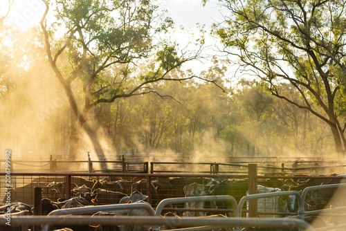 Australian livestock at a cattle station ready for transport.