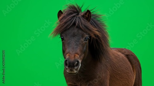 Dynamic horse on green screen background for chroma key video.