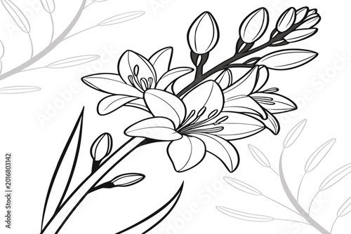 Fotografía coloring page line art the petunia flower black vector