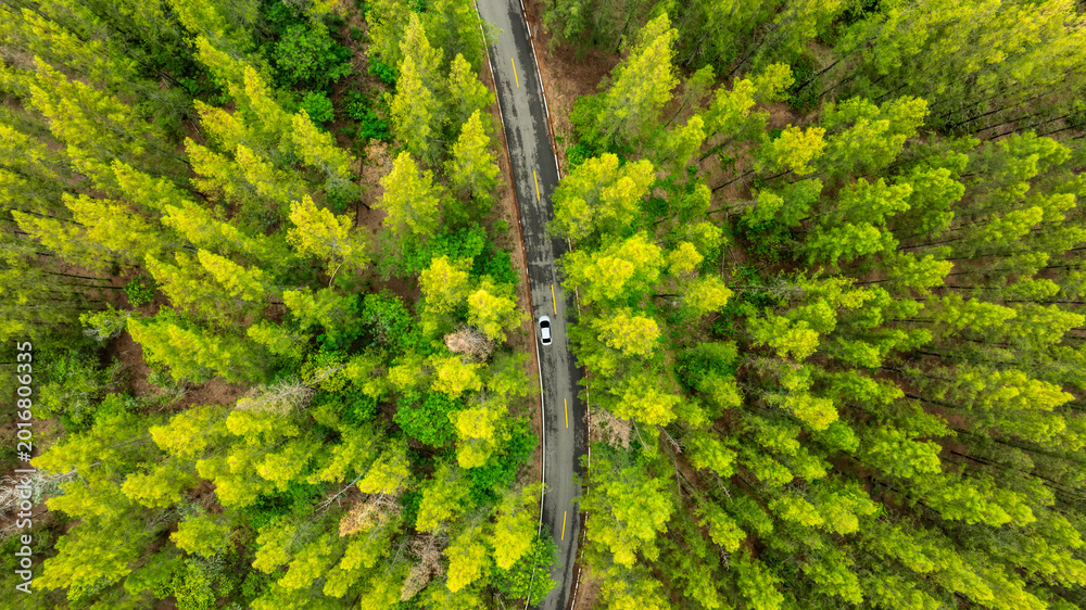 Fototapeta premium Aerial view of dark green forest road and white electric car Natural landscape and elevated roads Adventure travel and transportation and environmental protection concept 