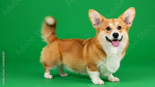Playful corgi on green studio backdrop in motion.