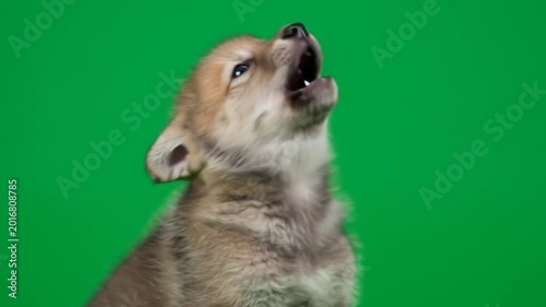 Playful puppy barking on green screen video.