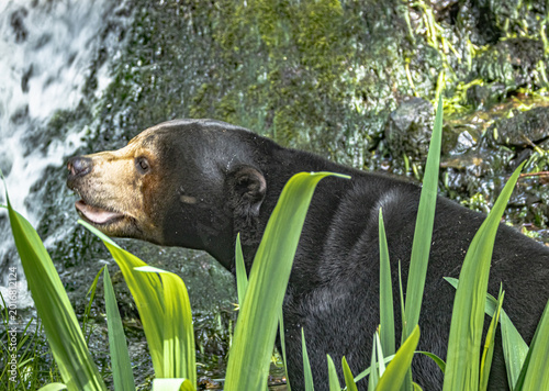 Fotografia Ours Malais