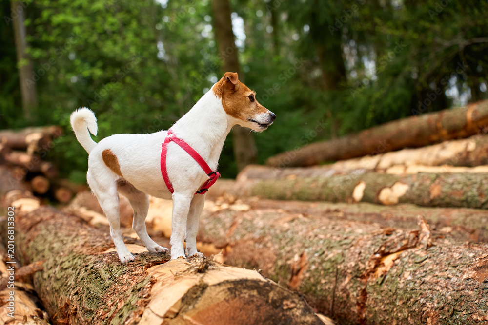 Obraz premium Jack Russell Terrier dog in a red harness stands on a fallen tree trunk in a green conifer forest. Pet walking, outdoor adventure, hiking, nature travel and dog lifestyle concepts