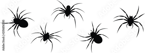 Tableau sur toile Five black spider silhouettes  arachnid
